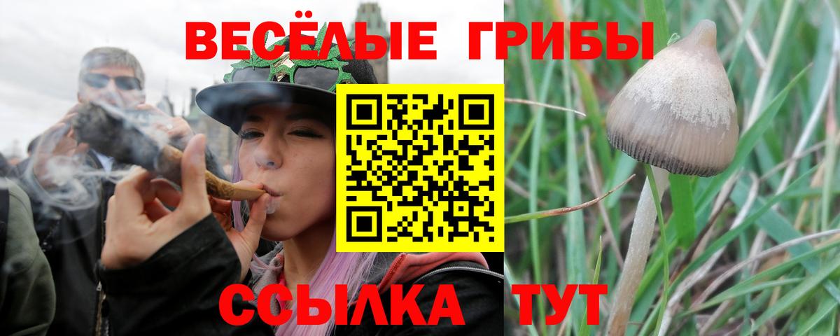 Петровск  Галлюциногенные грибы Cubensis  Вход с VPN 